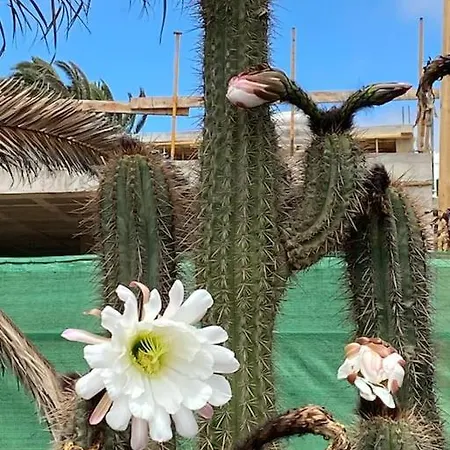 Hija Del Volcan شقة
